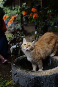 Cat try to drink