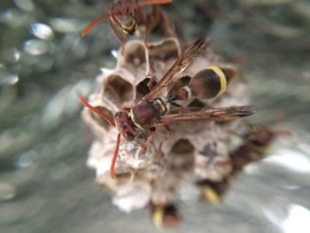 Close-up of caterpillar