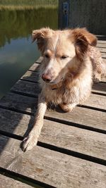 High angle view of dog on wood
