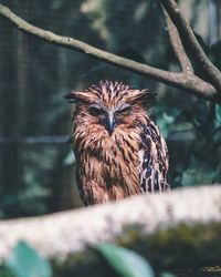 Close-up of bird perching on branch