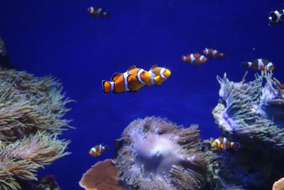 Clown fish swimming in sea