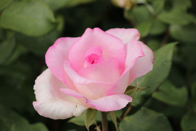 Close-up of pink rose