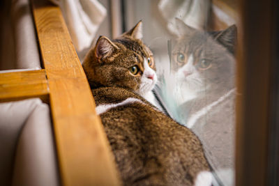 Close-up of tabby cat