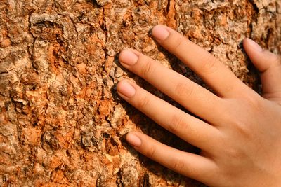 Close-up of hand touching tree trunk