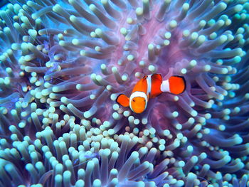 Close-up of clown fish swimming by corals in sea