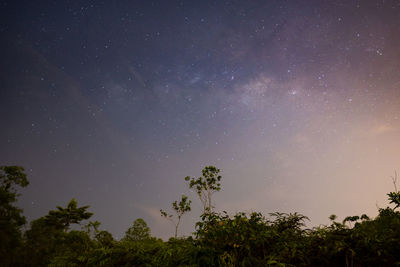 Low angle view of trees against sky at night