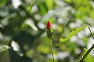 Close-up of red flower bud