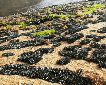 High angle view of leaf