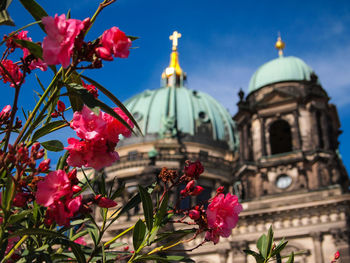 Low angle view of pink flowers against berlin cathedral