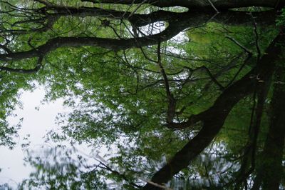 Low angle view of trees in forest