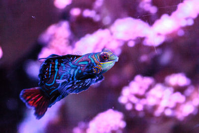 Close-up of fish swimming in aquarium