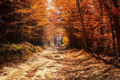 Through the autumn beech forest, cindrel mountains, romania