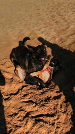 Dog relaxing on sand at beach