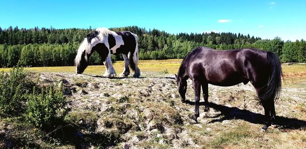 Horses standing in a field