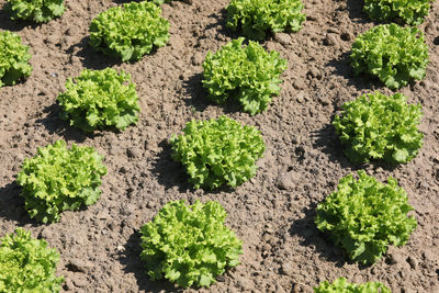 High angle view of plants growing on field