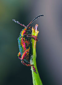 Rainbow bugs on the leaf