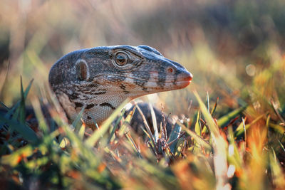 Close-up of lizard on field