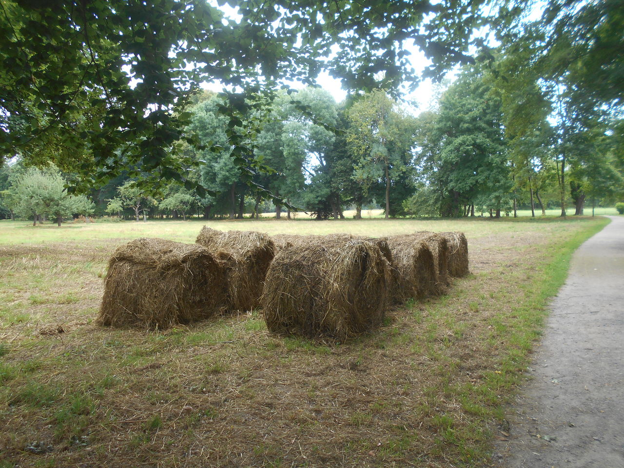 plant, hay, tree, bale, nature, field, landscape, land, agriculture, growth, no people, day, tranquility, farm, grass, rural scene, tranquil scene, beauty in nature, rolled up, pasture, environment, haystack, outdoors, green, sky, scenics - nature, soil, rural area, shrub