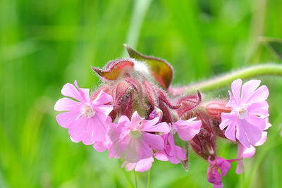 Close-up of insect on pink flowering plant