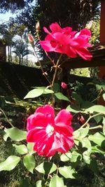 Close-up of pink flowers blooming outdoors