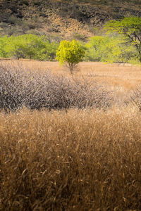 Crops growing on field