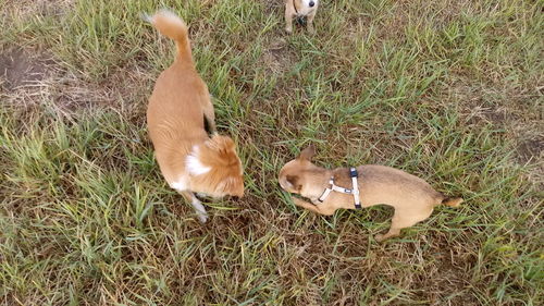 High angle view of dogs on field