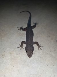 Close-up of lizard on wall