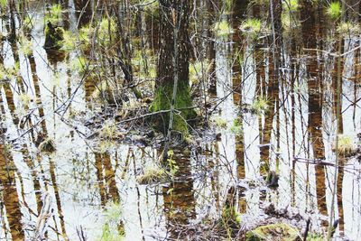 Bamboo trees in forest
