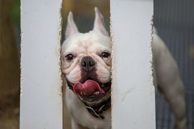 Portrait of a dog