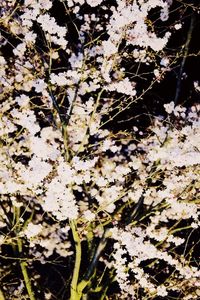 Close-up of flowers on branch