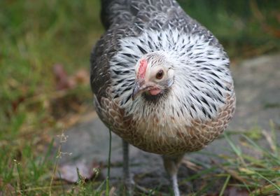 Close-up of a bird on field