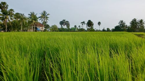 paddy field