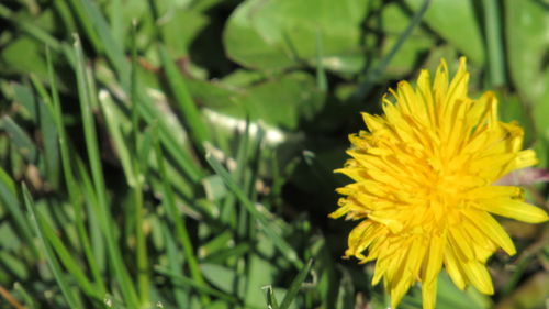 Close-up of yellow flowering plant