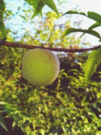 Close-up of fruit growing on tree