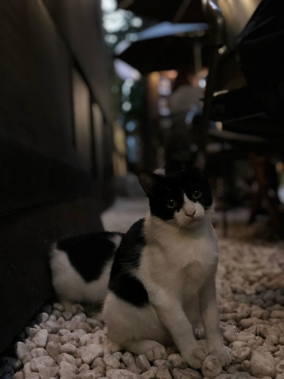 CLOSE-UP PORTRAIT OF CAT LOOKING DOWN