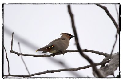 Low angle view of bird perching on tree
