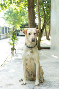 Portrait of dog sitting on tree