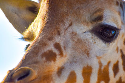 Cute giraffe face close up on safari in africa