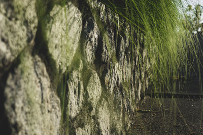 Close-up of tree trunk