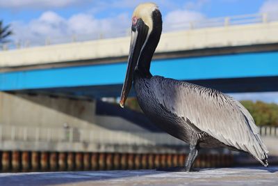 Close-up of bird perching on railing