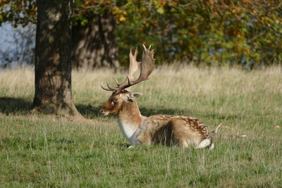 Deer in a field