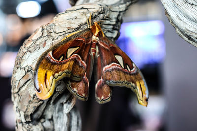 Close-up of butterfly on tree trunk