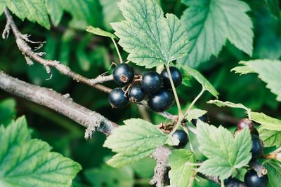 Close-up of berries growing on tree