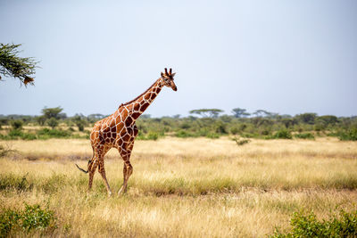 View of giraffe on field