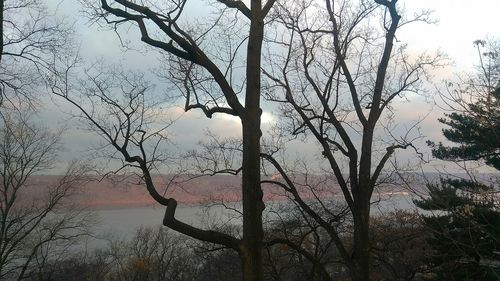 Bare tree against sky during foggy weather