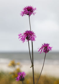 Close-up of pink flowering plant against sky