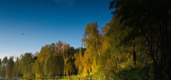 Trees growing in forest against clear blue sky