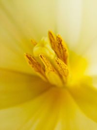 Close-up of yellow flower pollen