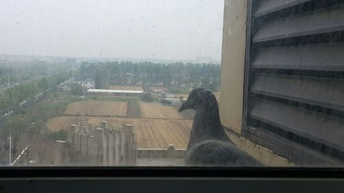 View of an animal seen through window