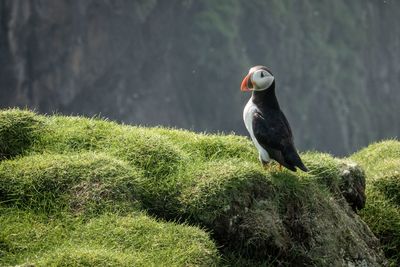 Bird perching on a rock